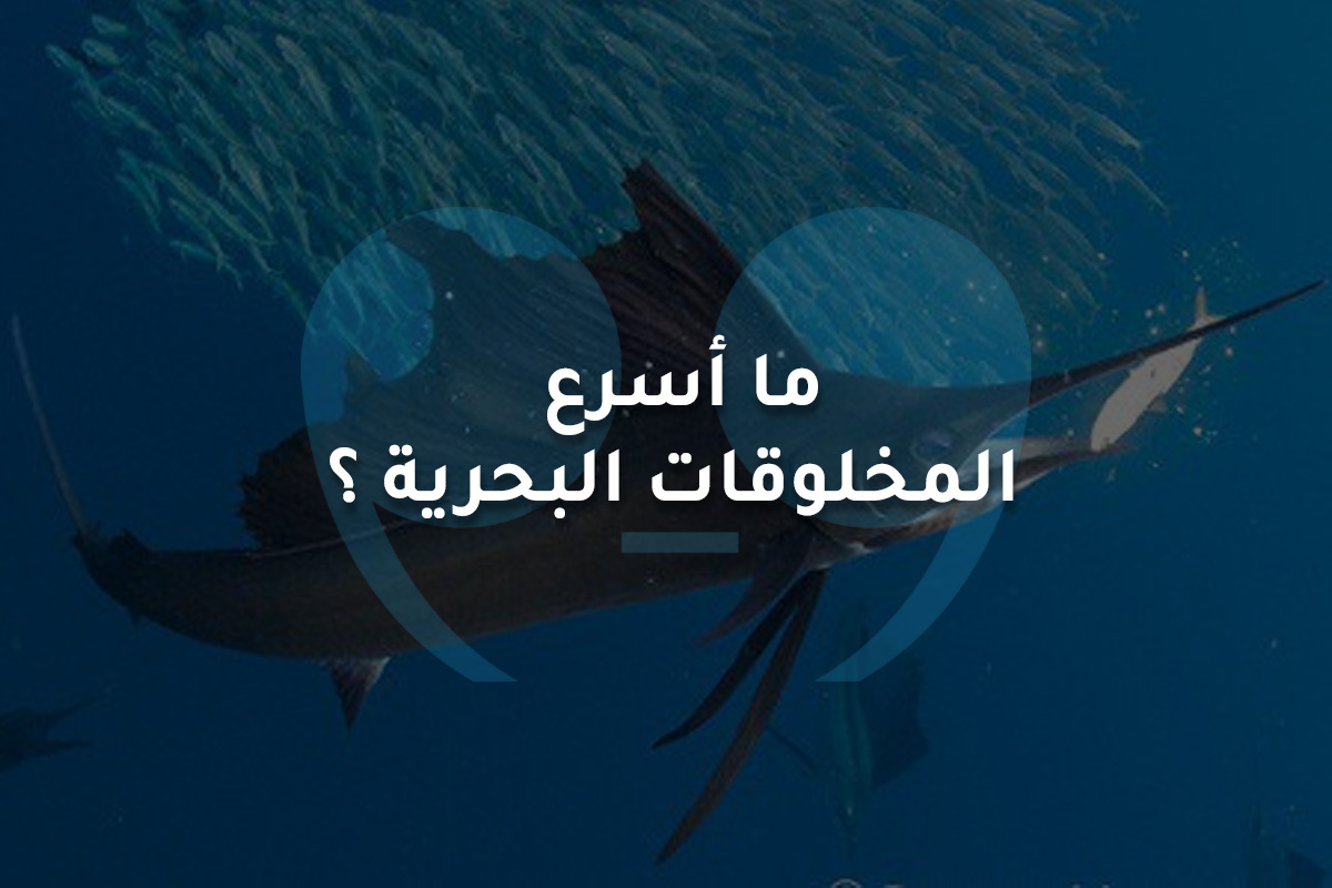 ما أسرع المخلوقات البحرية ؟