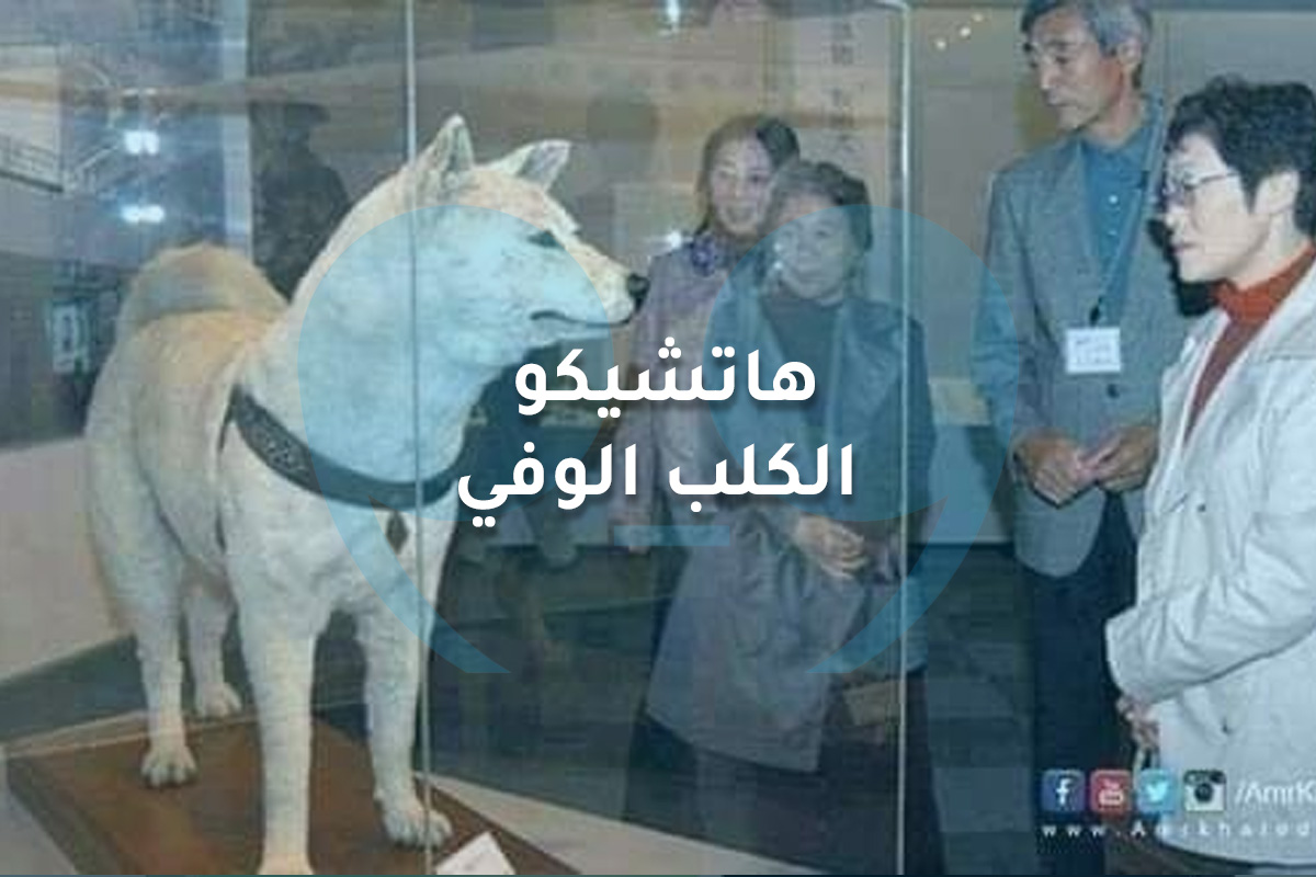 هاتشيكو الكلب الوفي