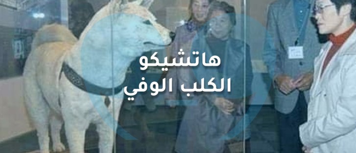هاتشيكو الكلب الوفي