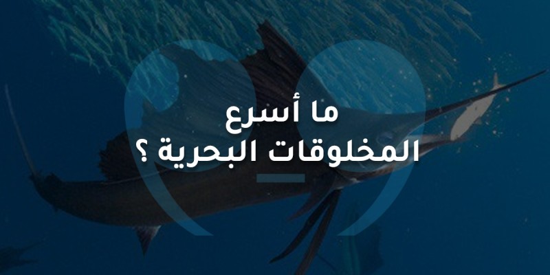 ما أسرع المخلوقات البحرية ؟