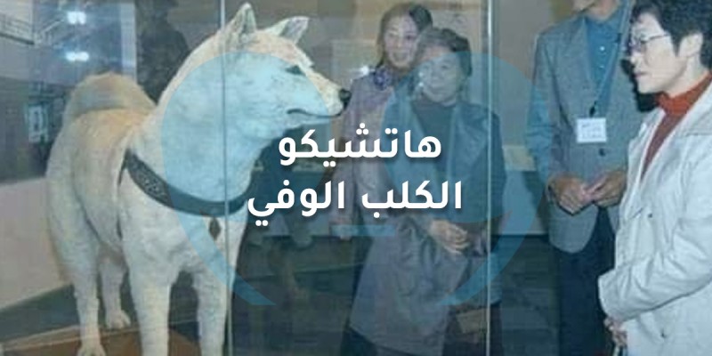 هاتشيكو الكلب الوفي