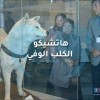 هاتشيكو الكلب الوفي